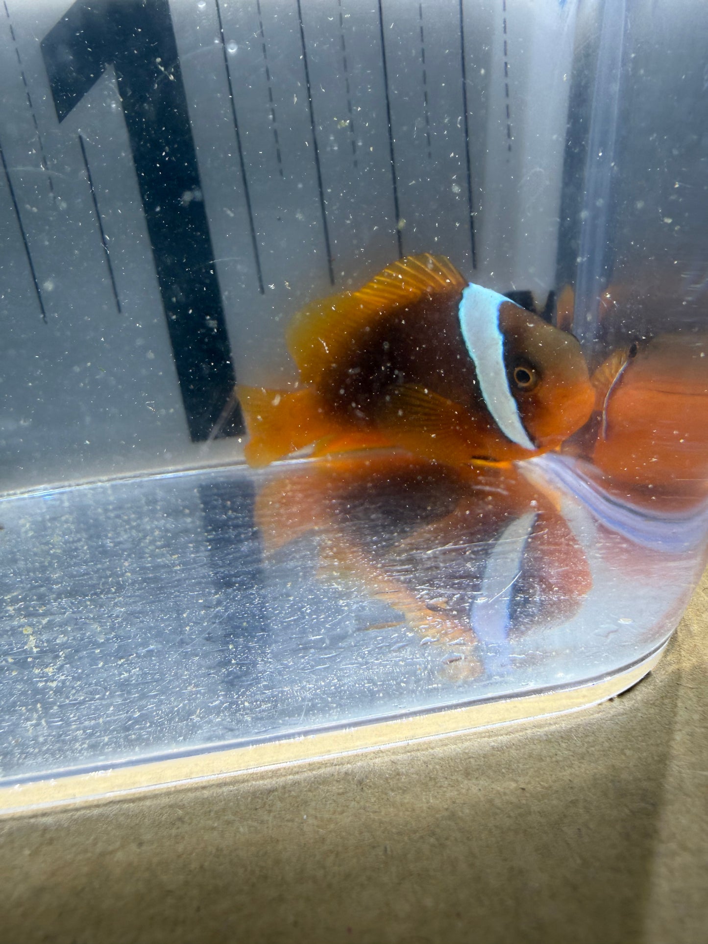 現物個体 ハマクマノミ 美個体 濃色タイプ Mサイズ 海水魚
