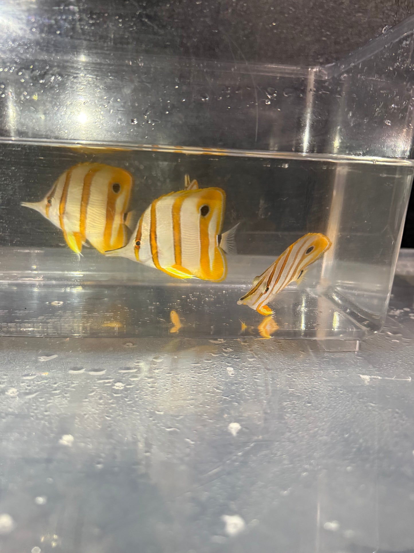チェルモン