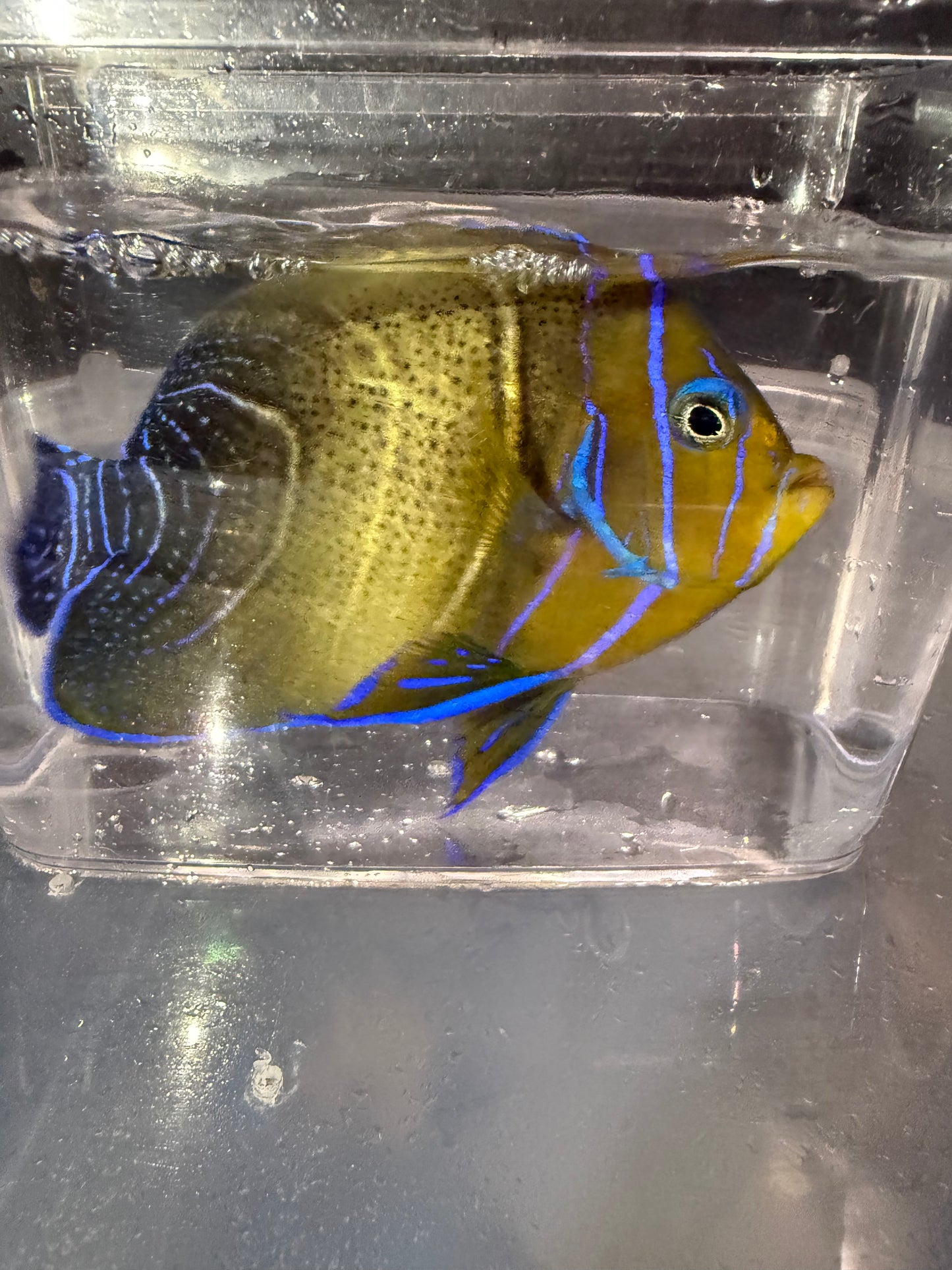 サザナミヤッコ