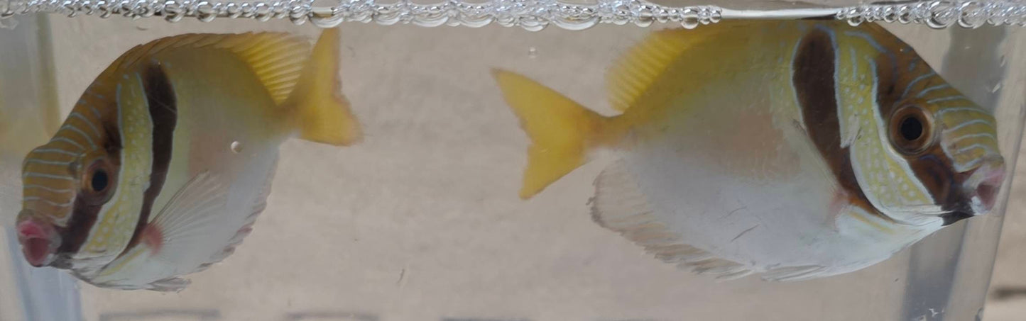 ヒメアイゴ(幼魚・マスクフェイス個体)
