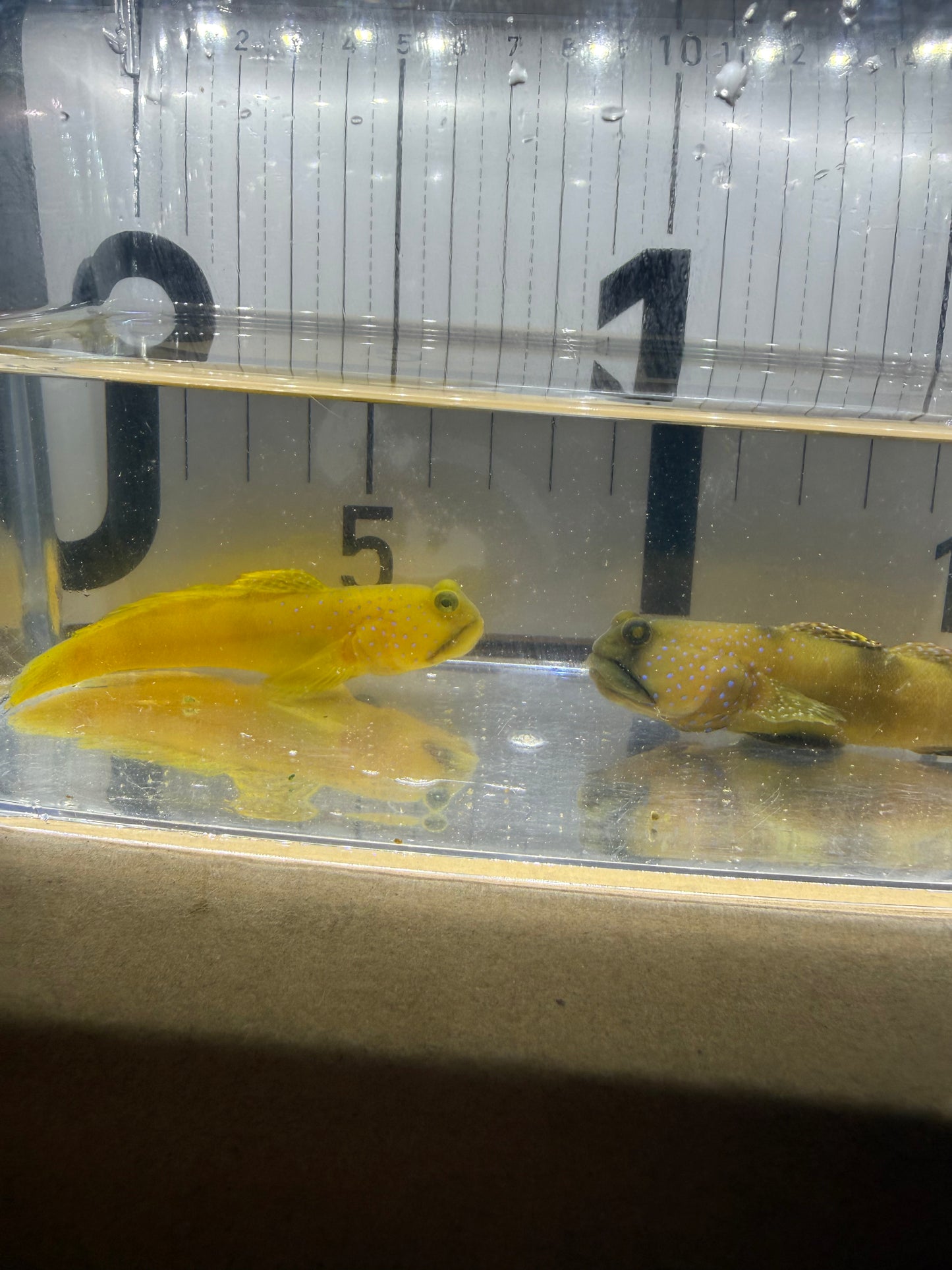 現物個体 超大型ギンガハゼ ペア 長期飼育個体 状態抜群 海水魚