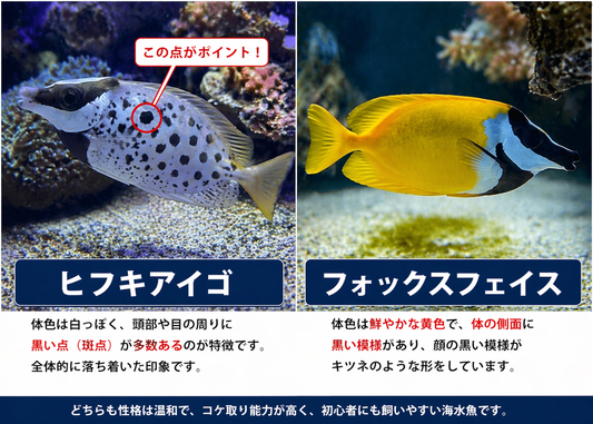 ヒフキアイゴとフォックスフェイスの違いとは？初心者でも分かる見分け方と飼育ポイント