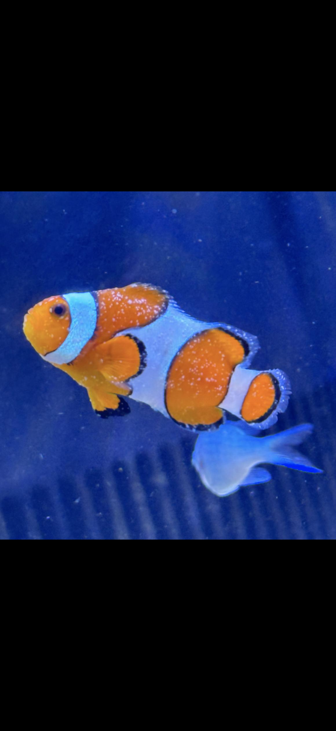 魚の119｜海水魚がかかりやすい病気と対処法まとめ（白点病は必見）