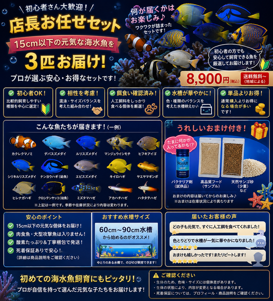 店長厳選おまかせ海水魚セット