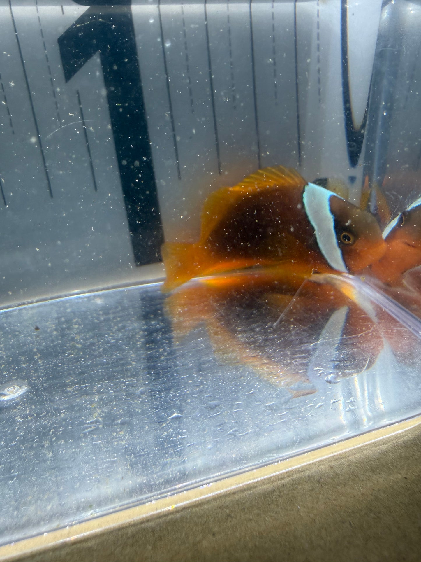 現物個体 ハマクマノミ 美個体 濃色タイプ Mサイズ 海水魚