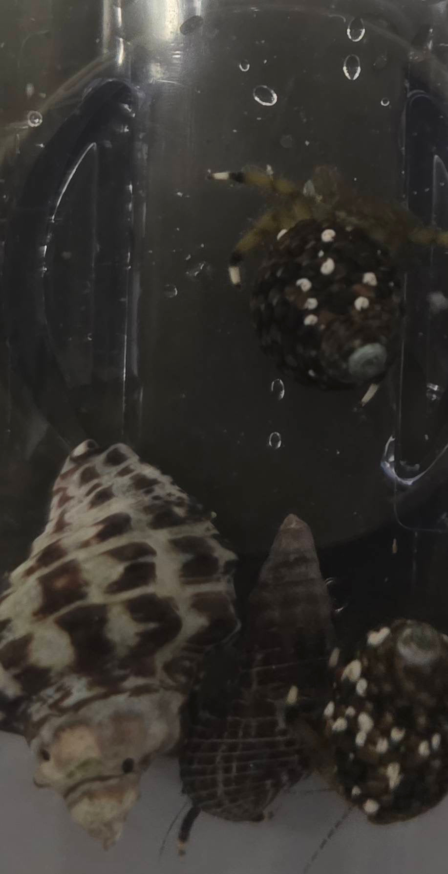 ヤドカリ（即効性ありの掃除屋）