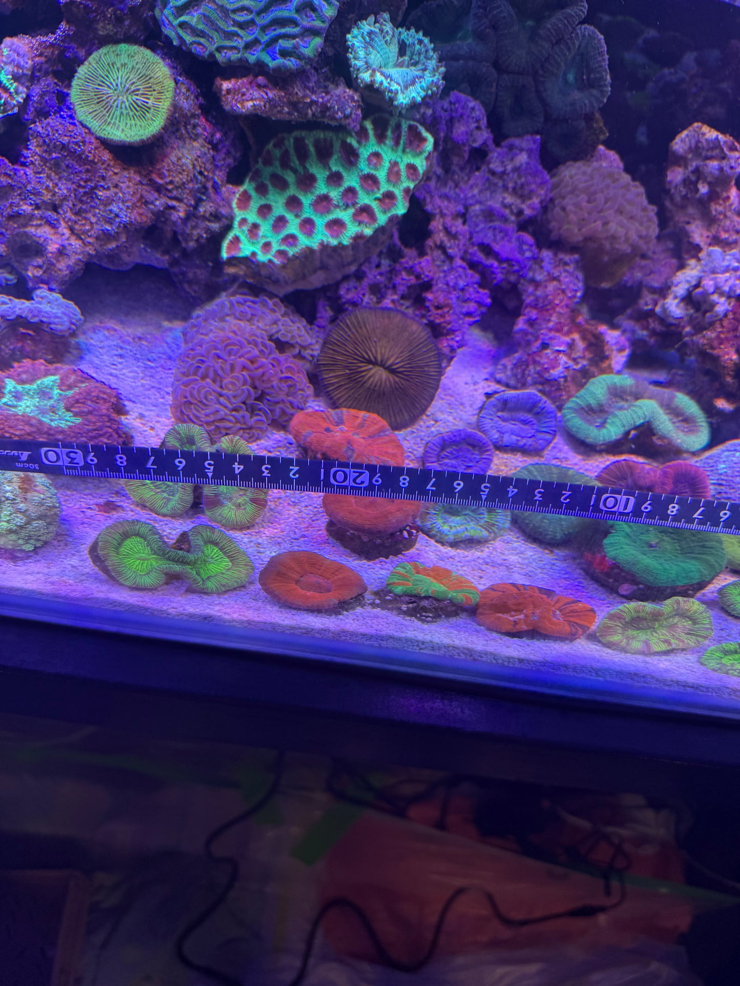 【極美個体】スコリミア系 マルチマウス 3口個体 約5cm オーストラリア産 Cairns Marine便