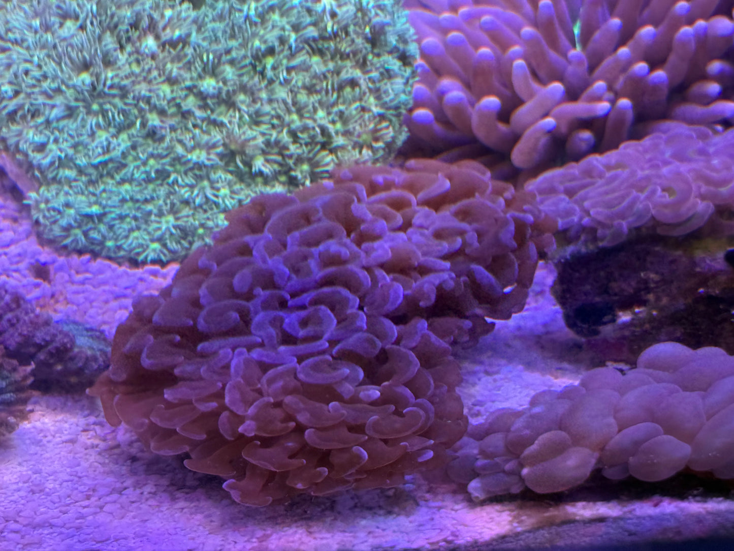 【極美個体】オーストラリア産 ハンマーコーラル 約6〜7cm Cairns Marine便
