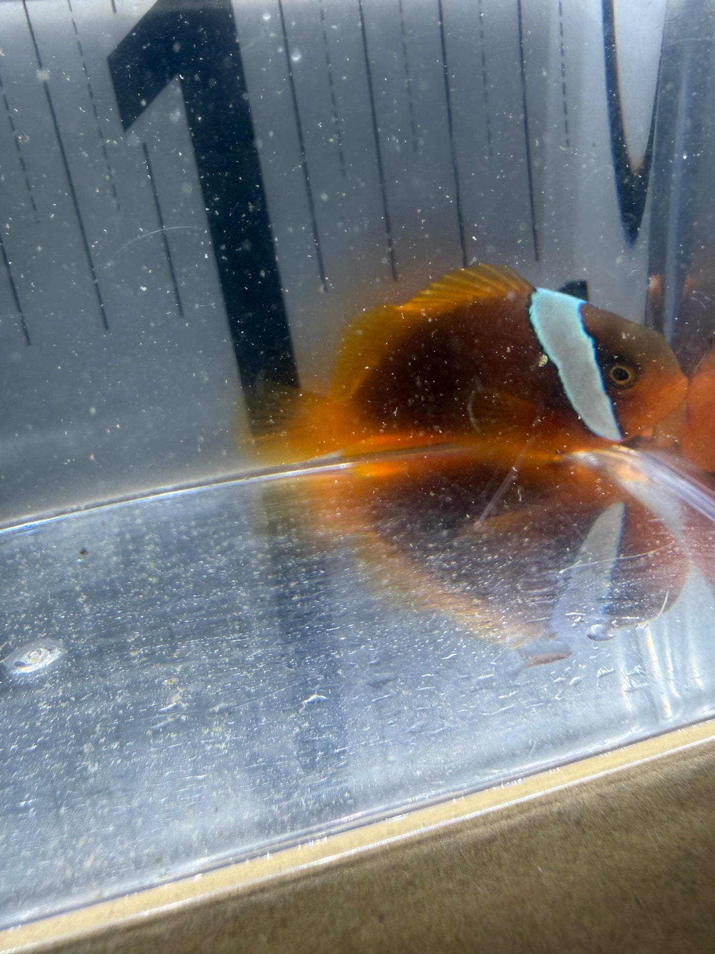 現物個体 ハマクマノミ 美個体 濃色タイプ Mサイズ 海水魚