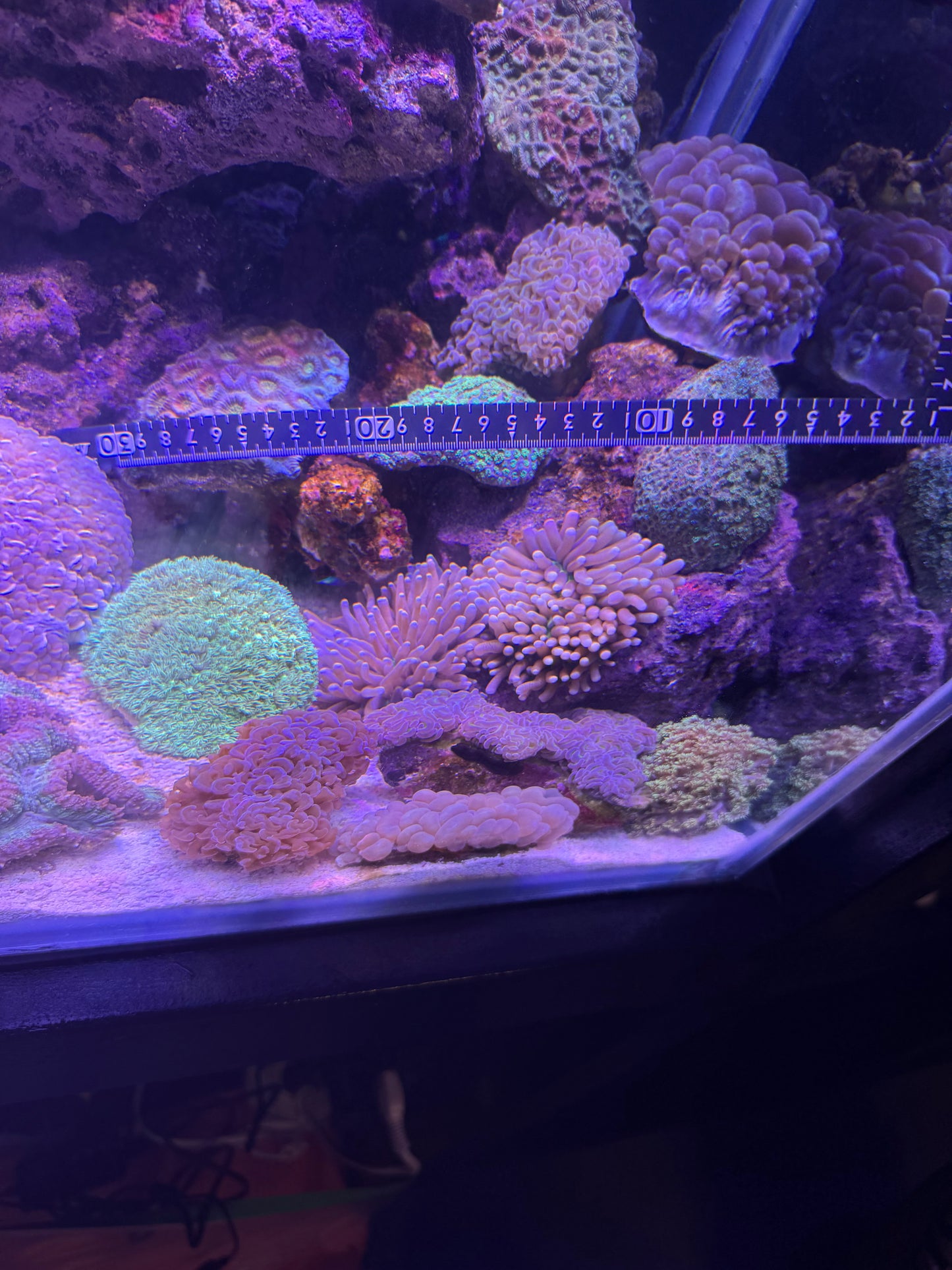 【極美個体】オーストラリア産 ヘリオファンジア 約7〜8cm Cairns Marine便
