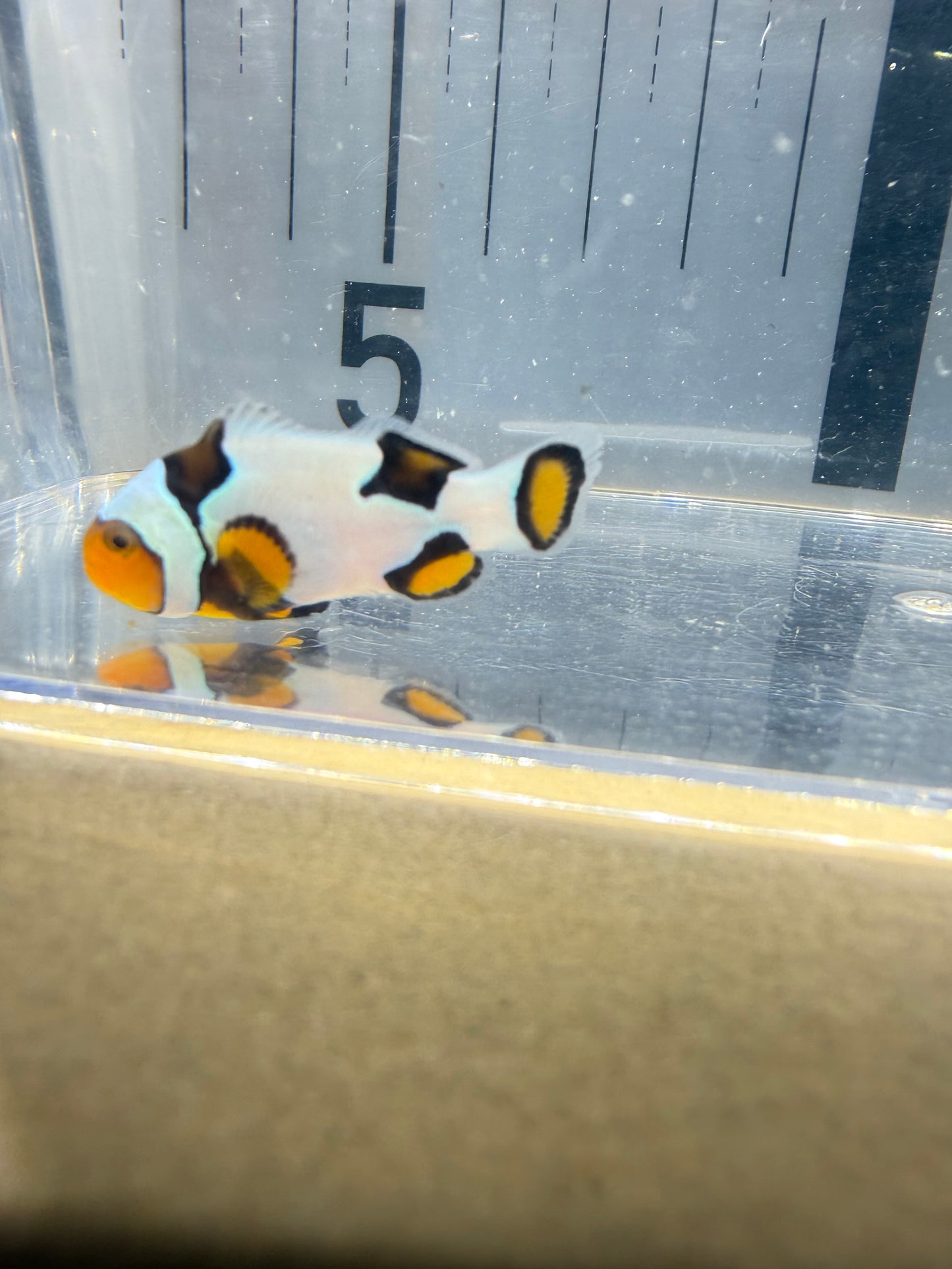 【現物個体】国産ブリード ブラックアイススノーフレーク カクレクマノミ｜白強め美個体｜一点限り