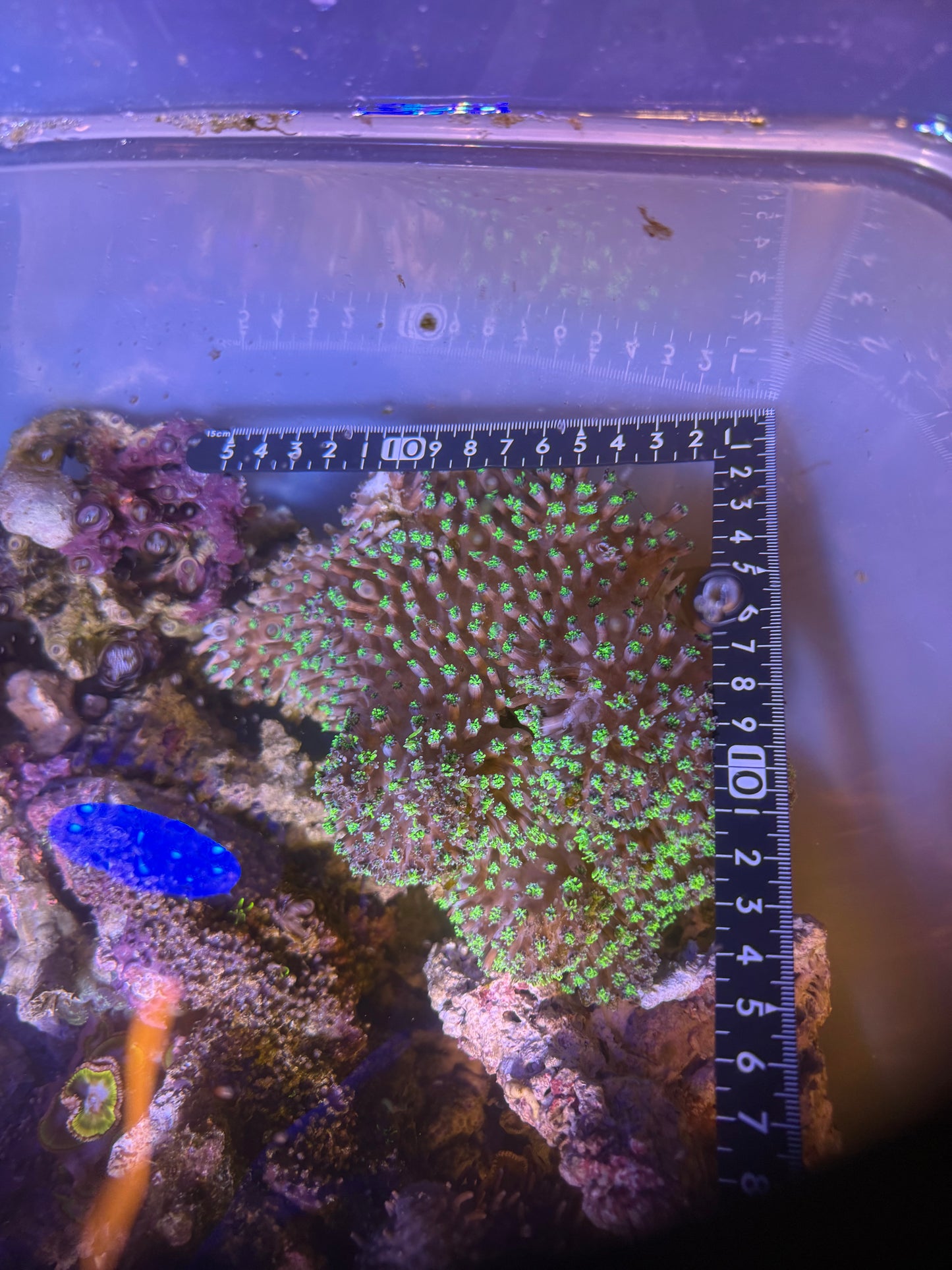 超巨大グリーン系群体
一点物 現物個体
