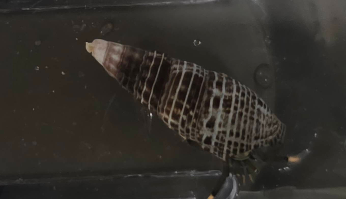 ヤドカリ（即効性ありの掃除屋）