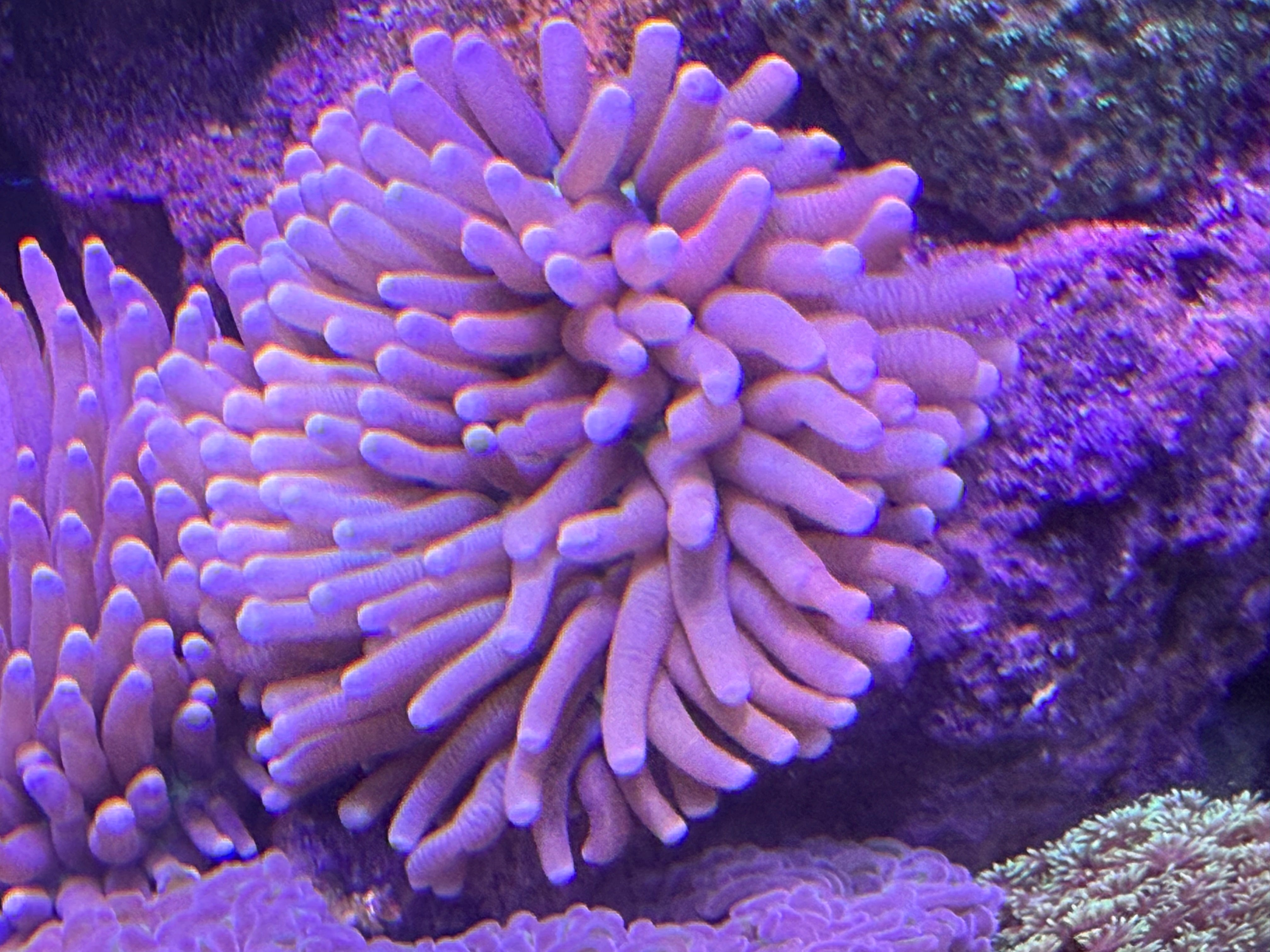 サンゴ – AQUARIUM SHOP SHUNKA