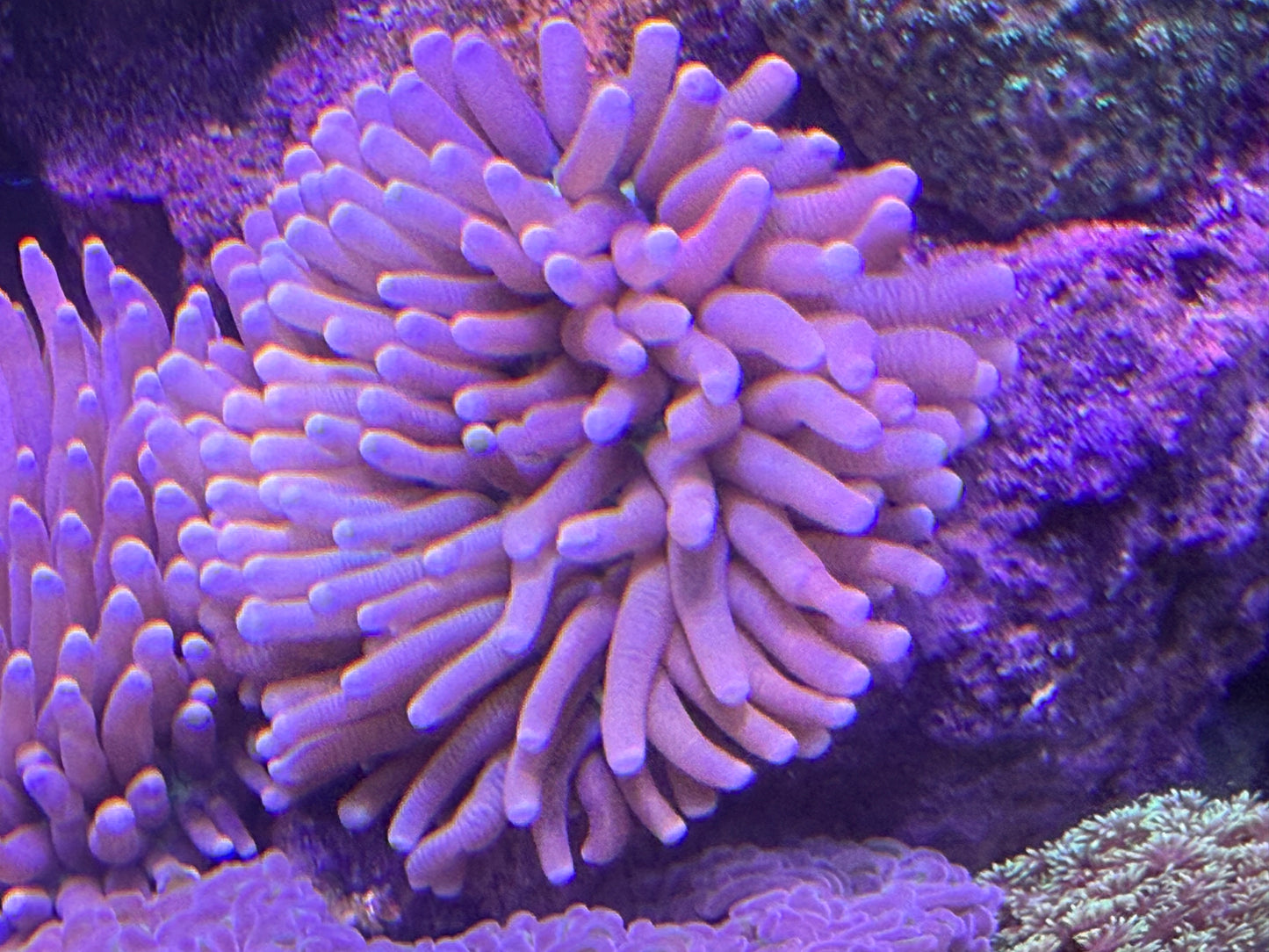 【極美個体】オーストラリア産 ヘリオファンジア 約7〜8cm Cairns Marine便