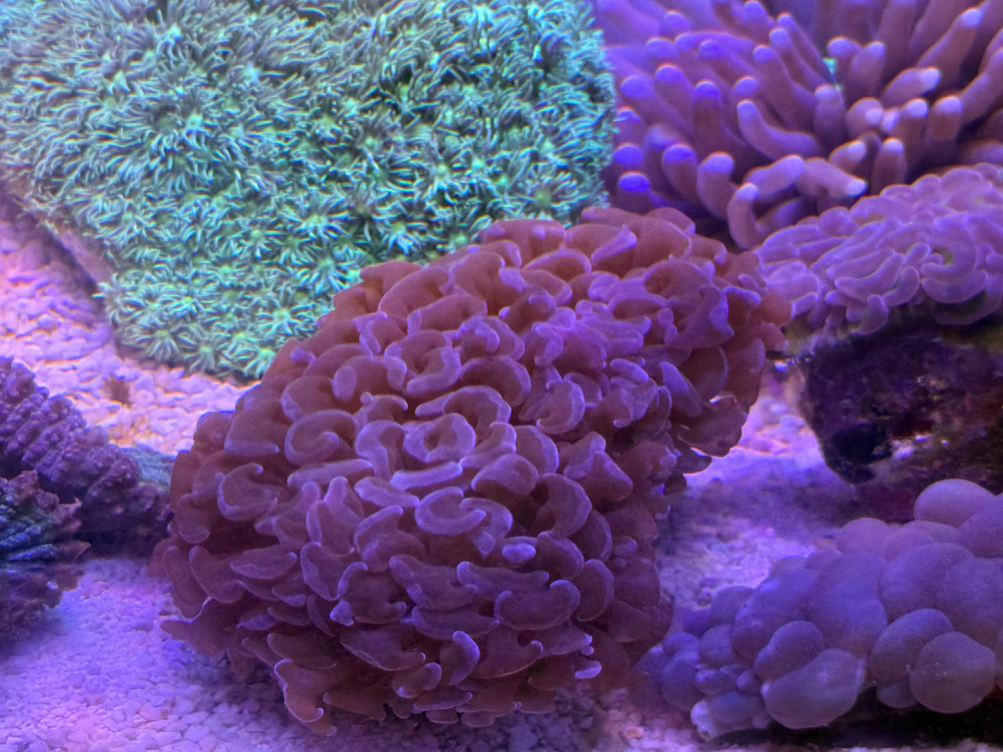 【極美個体】オーストラリア産 ハンマーコーラル 約6〜7cm Cairns Marine便