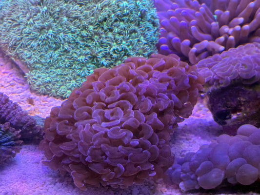【極美個体】オーストラリア産 ハンマーコーラル 約6〜7cm Cairns Marine便
