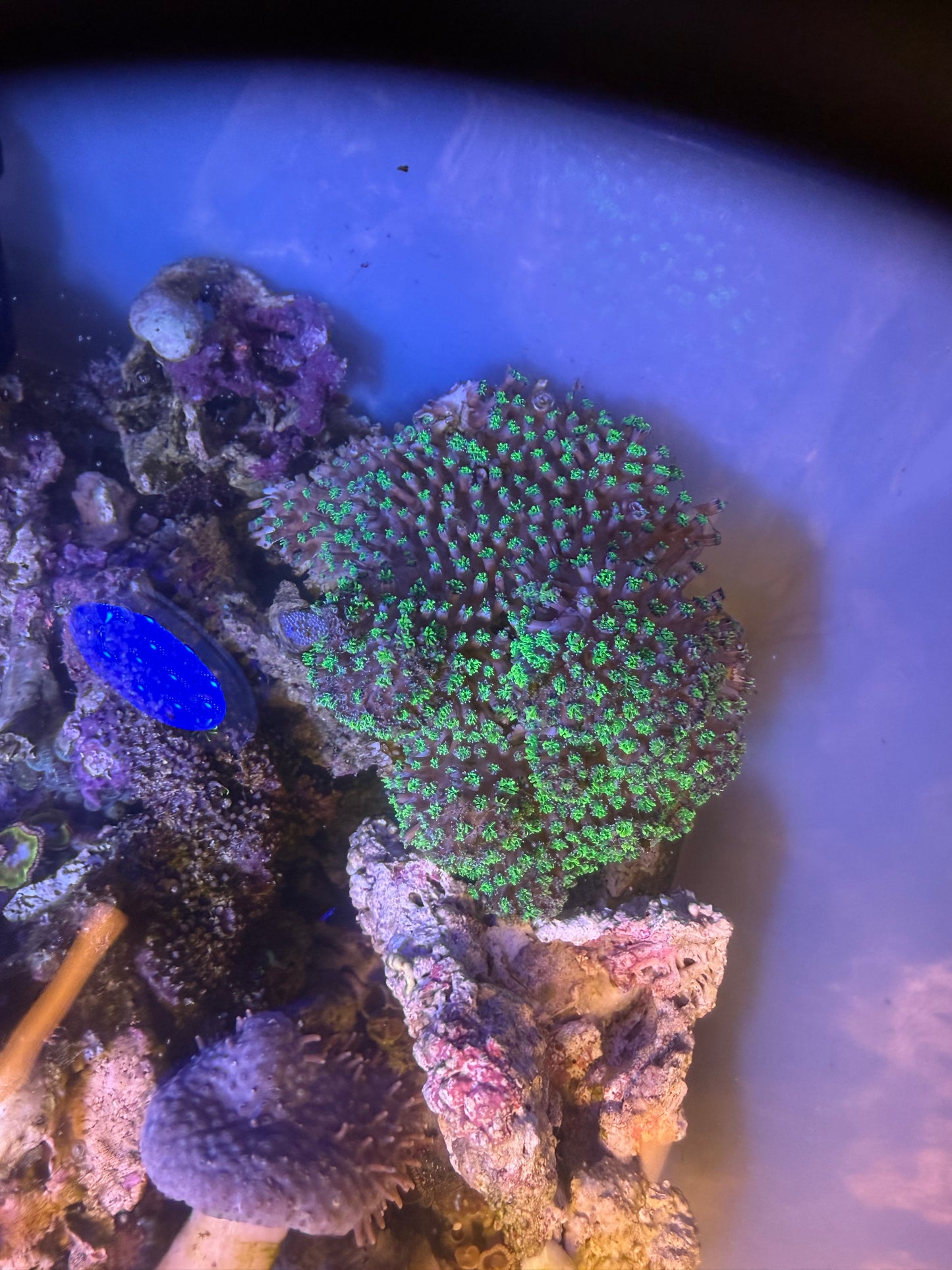 超巨大グリーン系群体
一点物 現物個体