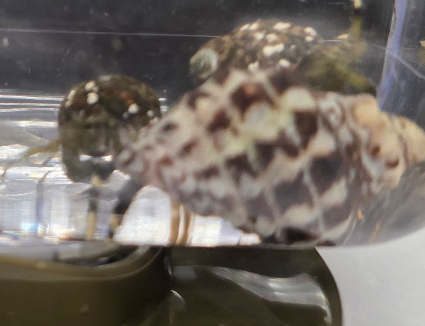 ヤドカリ（即効性ありの掃除屋）