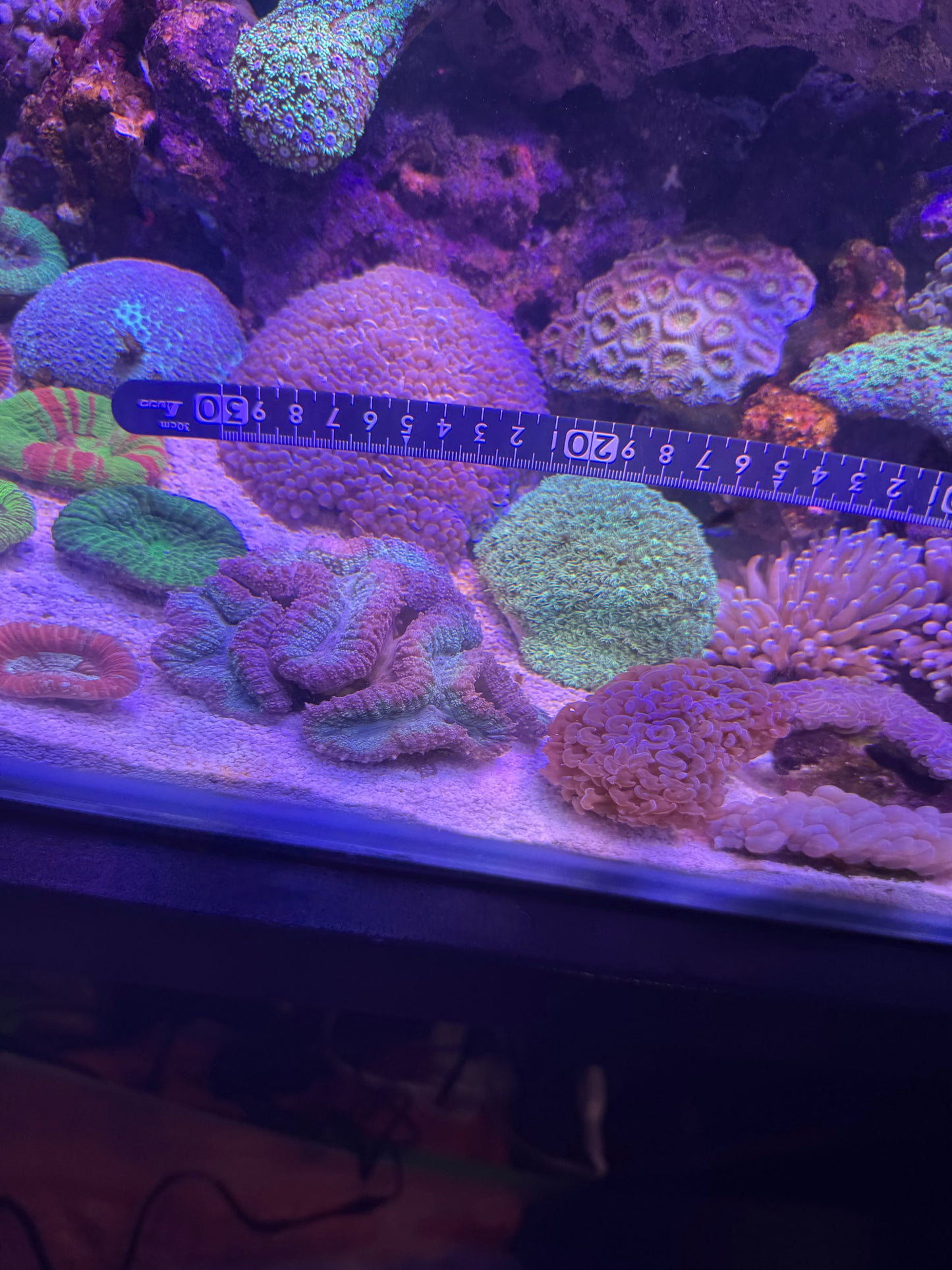 【極美個体】オーストラリア産 ハンマーコーラル 約6〜7cm Cairns Marine便