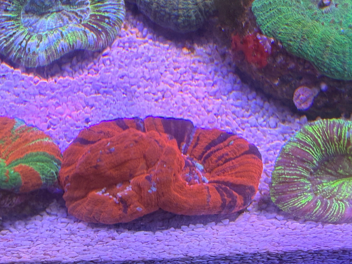 【極美個体】スコリミア系 マルチマウス 3口個体 約5cm オーストラリア産 Cairns Marine便