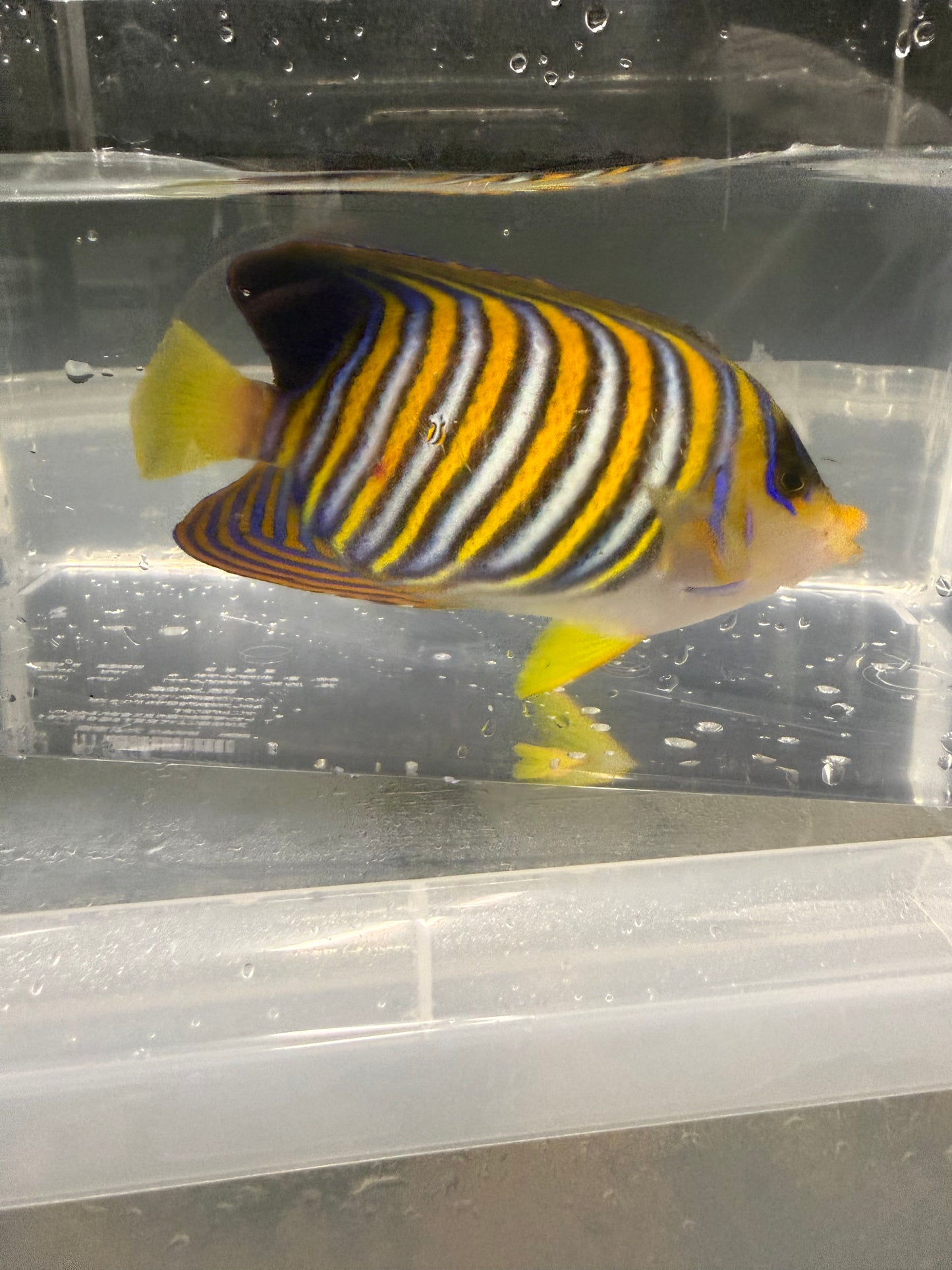 ニシキヤッコ