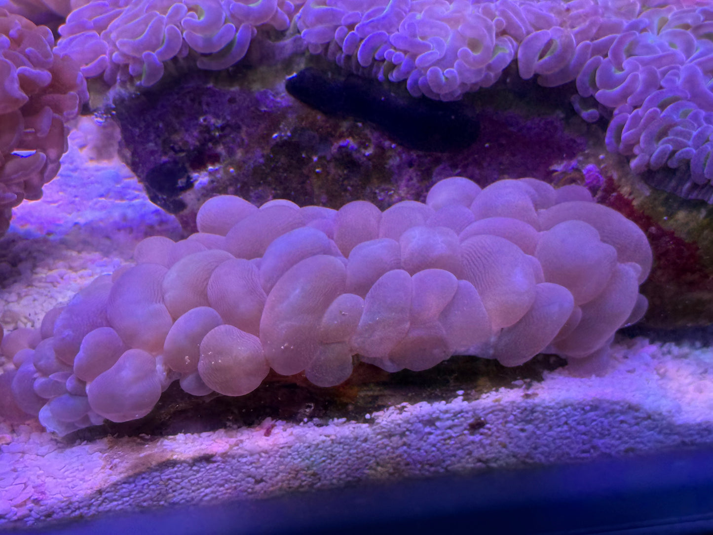 【極美個体】オーストラリア産 ラージバブルコーラル 約10cm Cairns Marine便