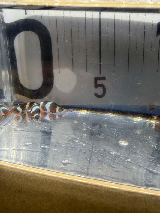 【国産ブリード】ブラックオセアリス稚魚 2匹セット｜約1〜2cm｜小さい頃から育てる楽しみ