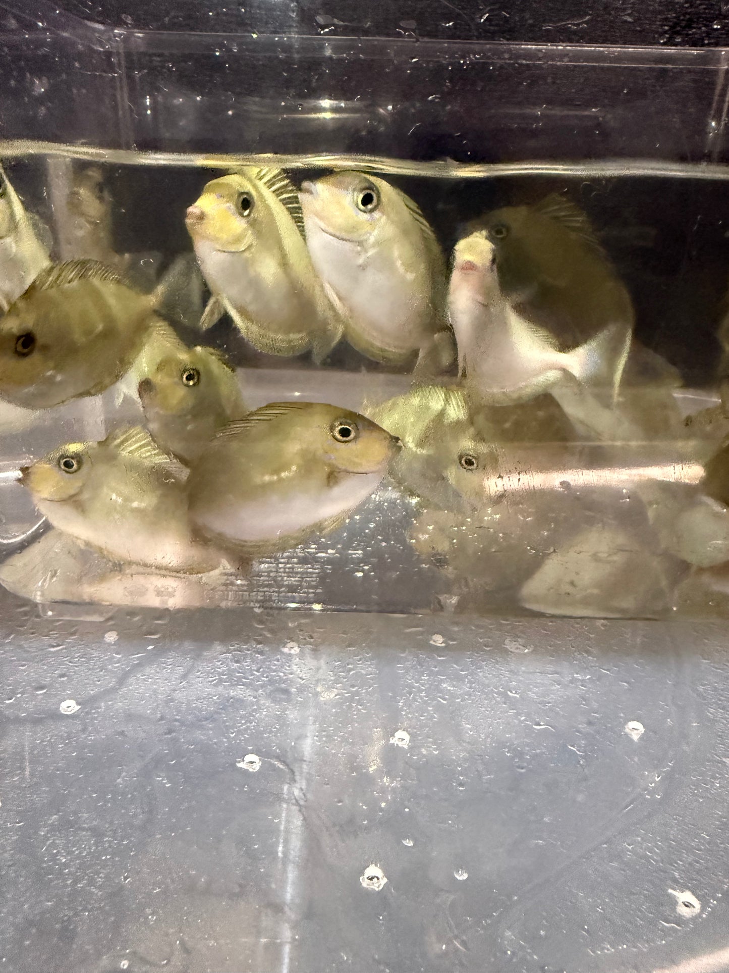 テングハギモドキ