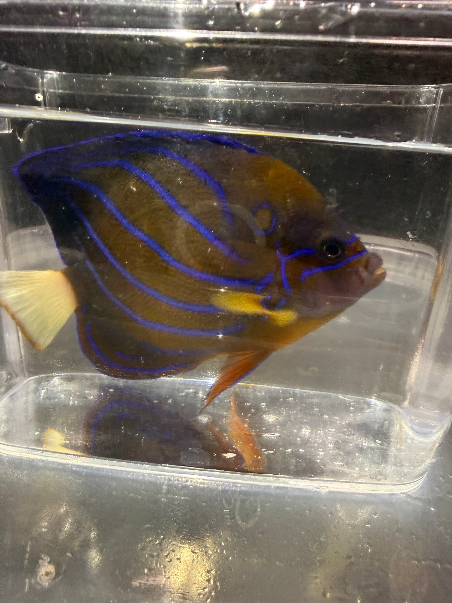 ブルーフェイスエンゼル（幼魚〜若魚）