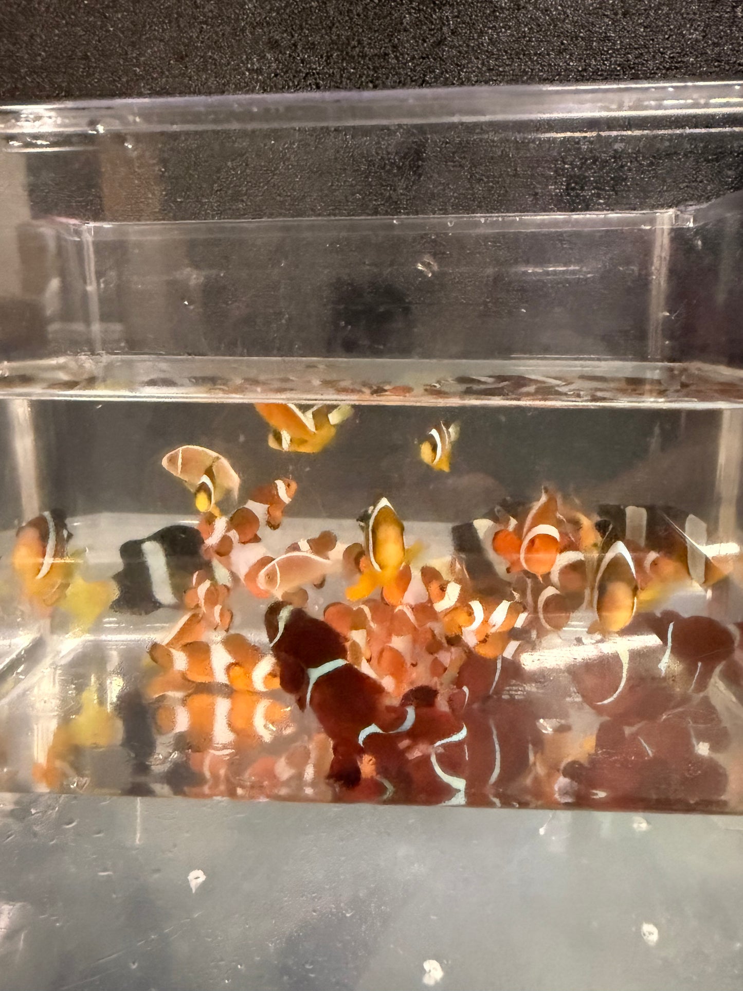 クマノミ　