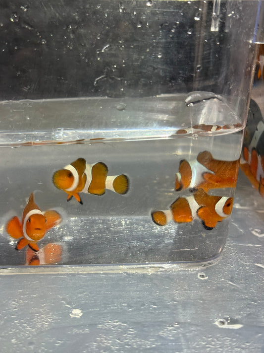 カクレクマノミ3匹セット