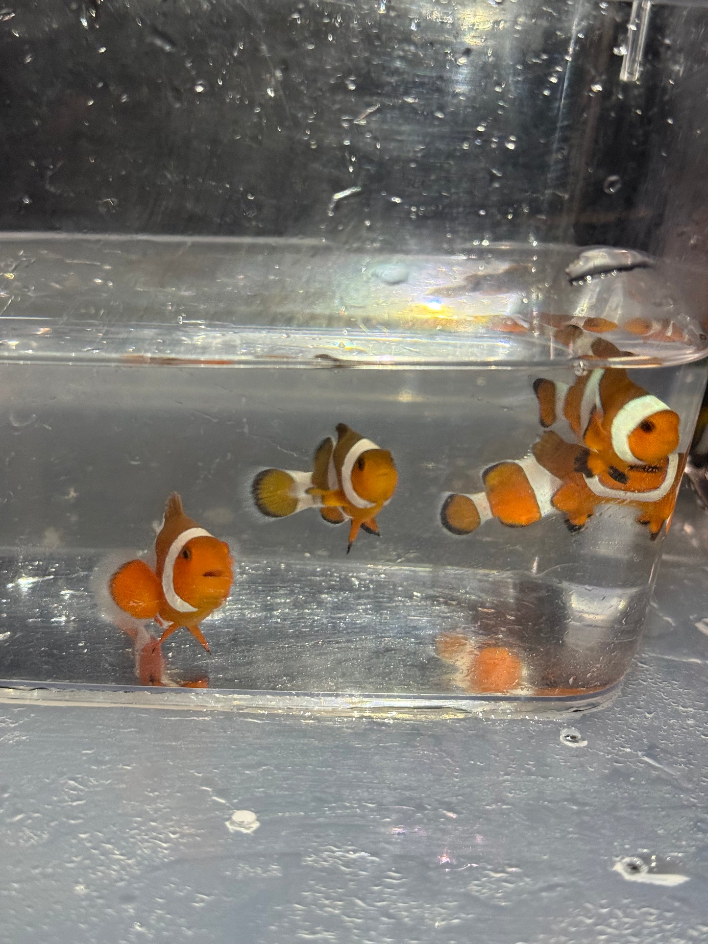 カクレクマノミ（生体）