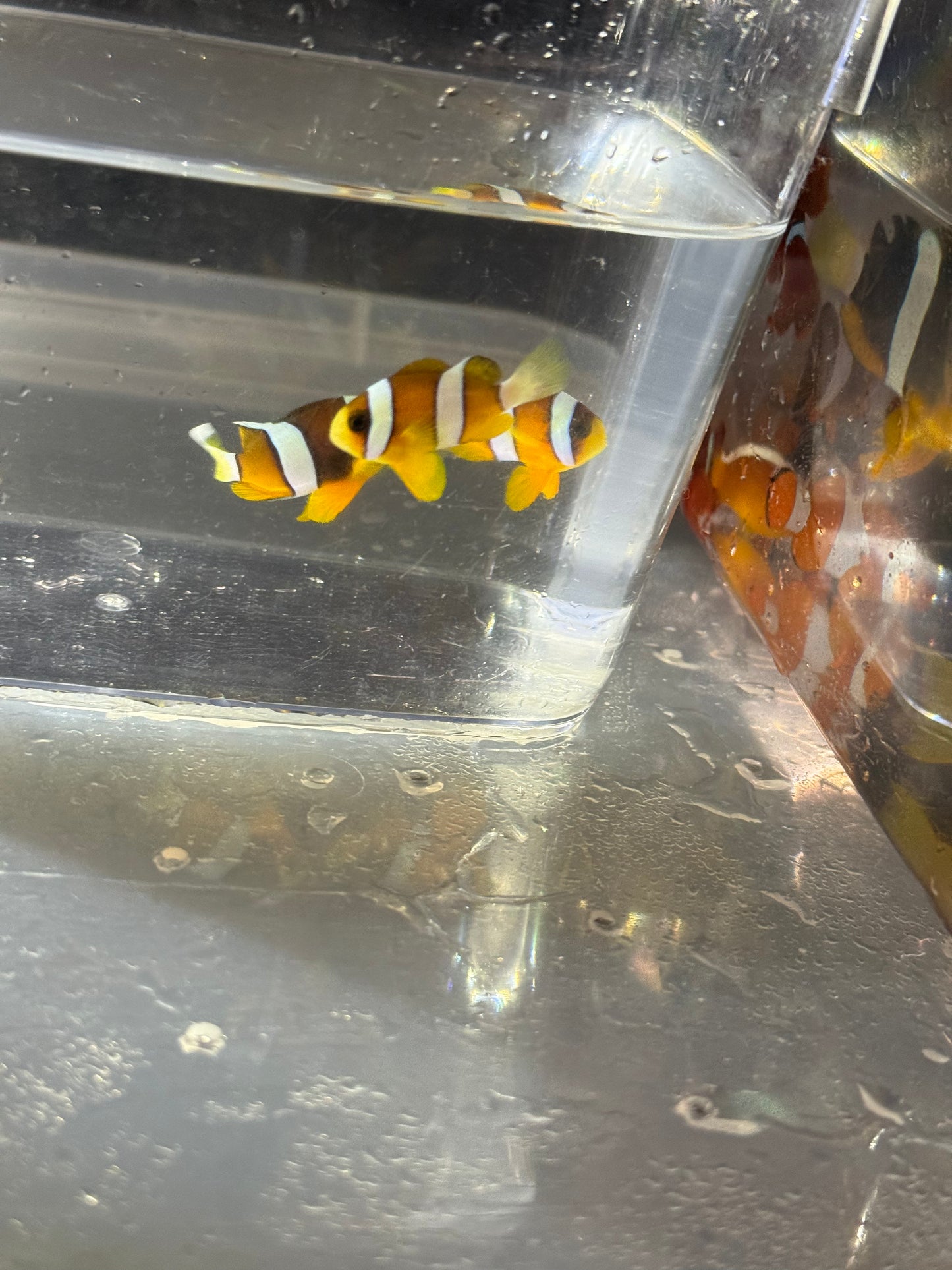 クマノミ　Sサイズ