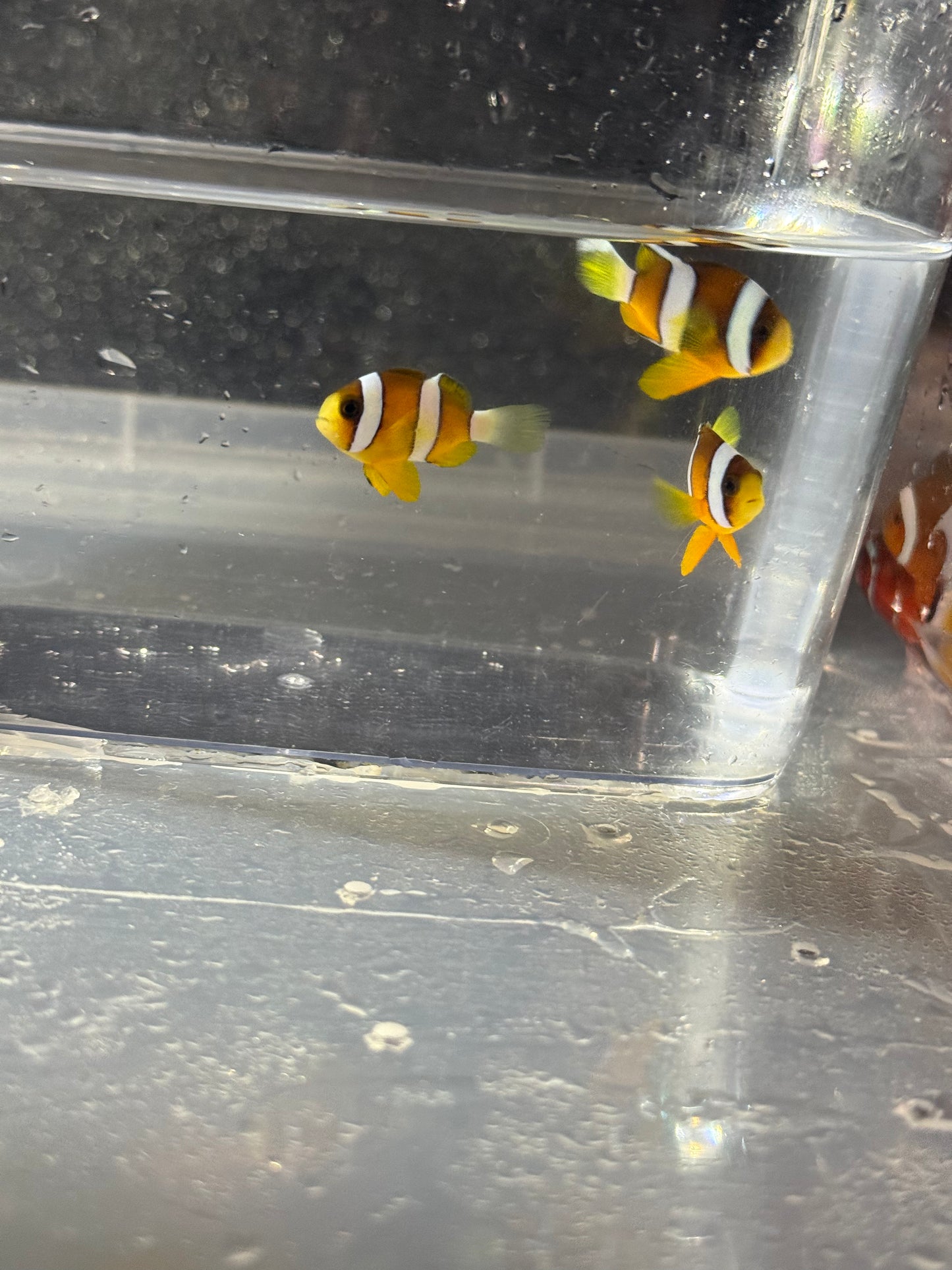 クマノミ　Sサイズ