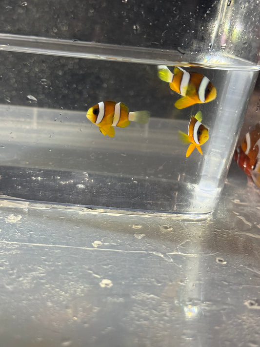 クマノミ　Sサイズ