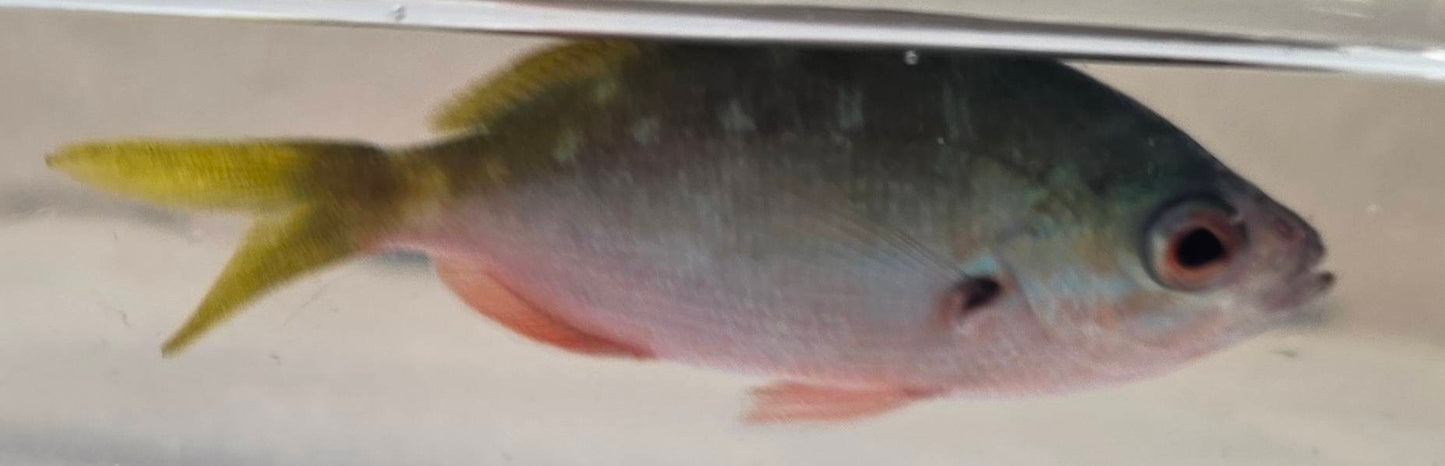 フュージリアsp.（イエローテール・高速遊泳魚）