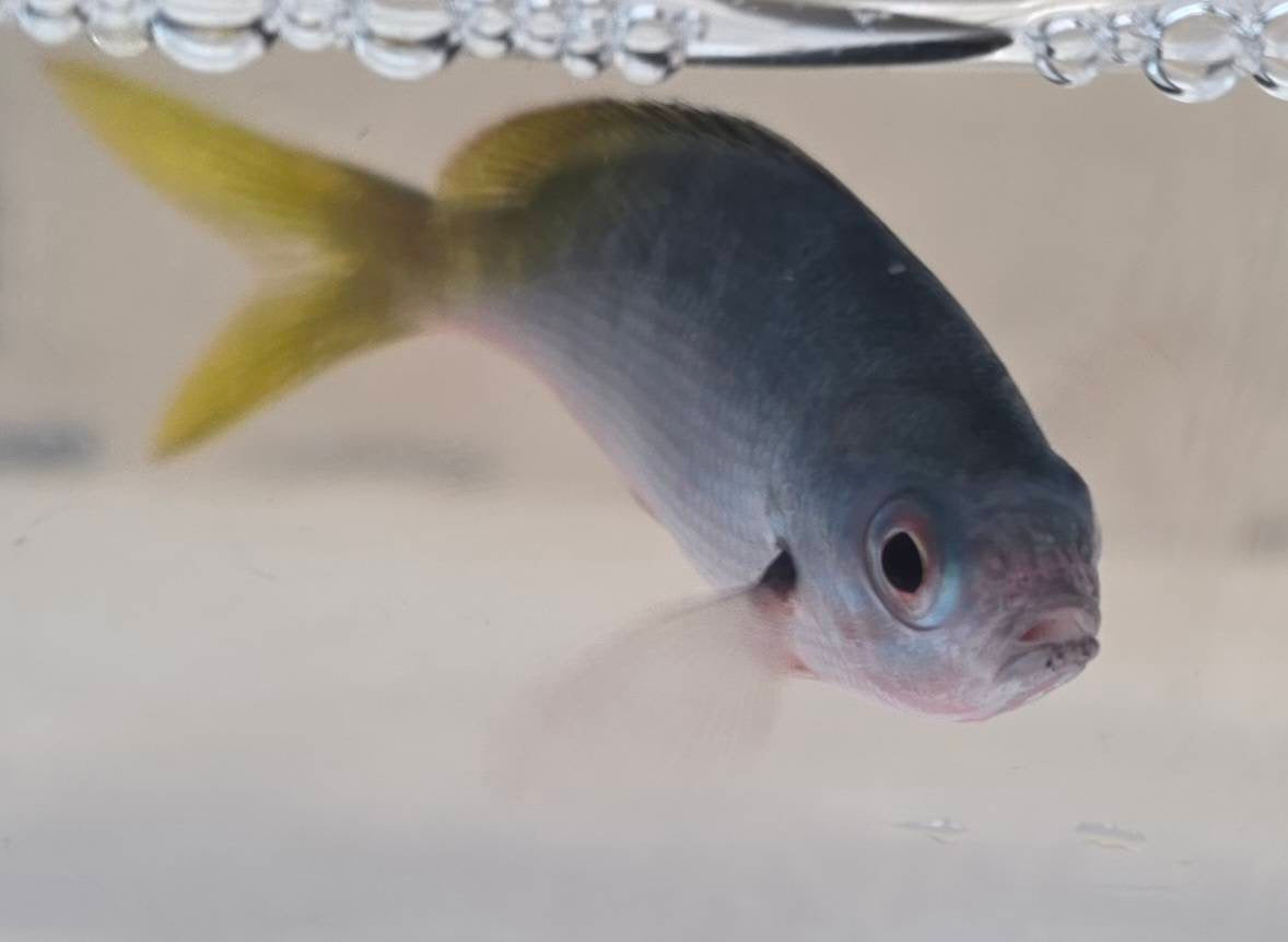 フュージリアsp.（イエローテール・高速遊泳魚）