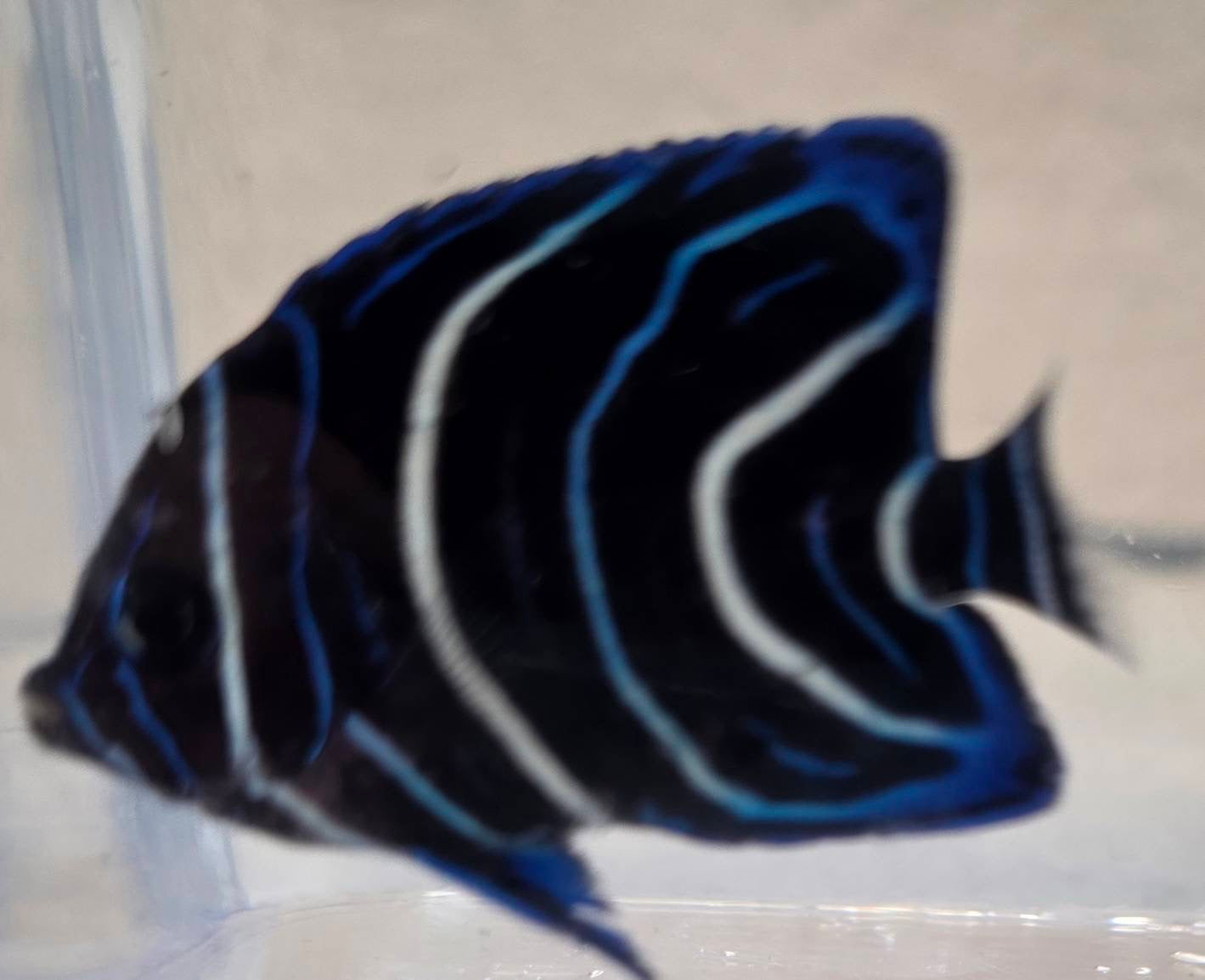 サザナミヤッコ（幼魚・現物個体）1点限定