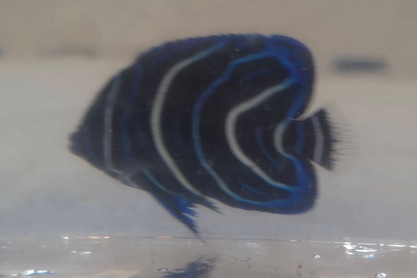 サザナミヤッコ（幼魚・現物個体）1点限定