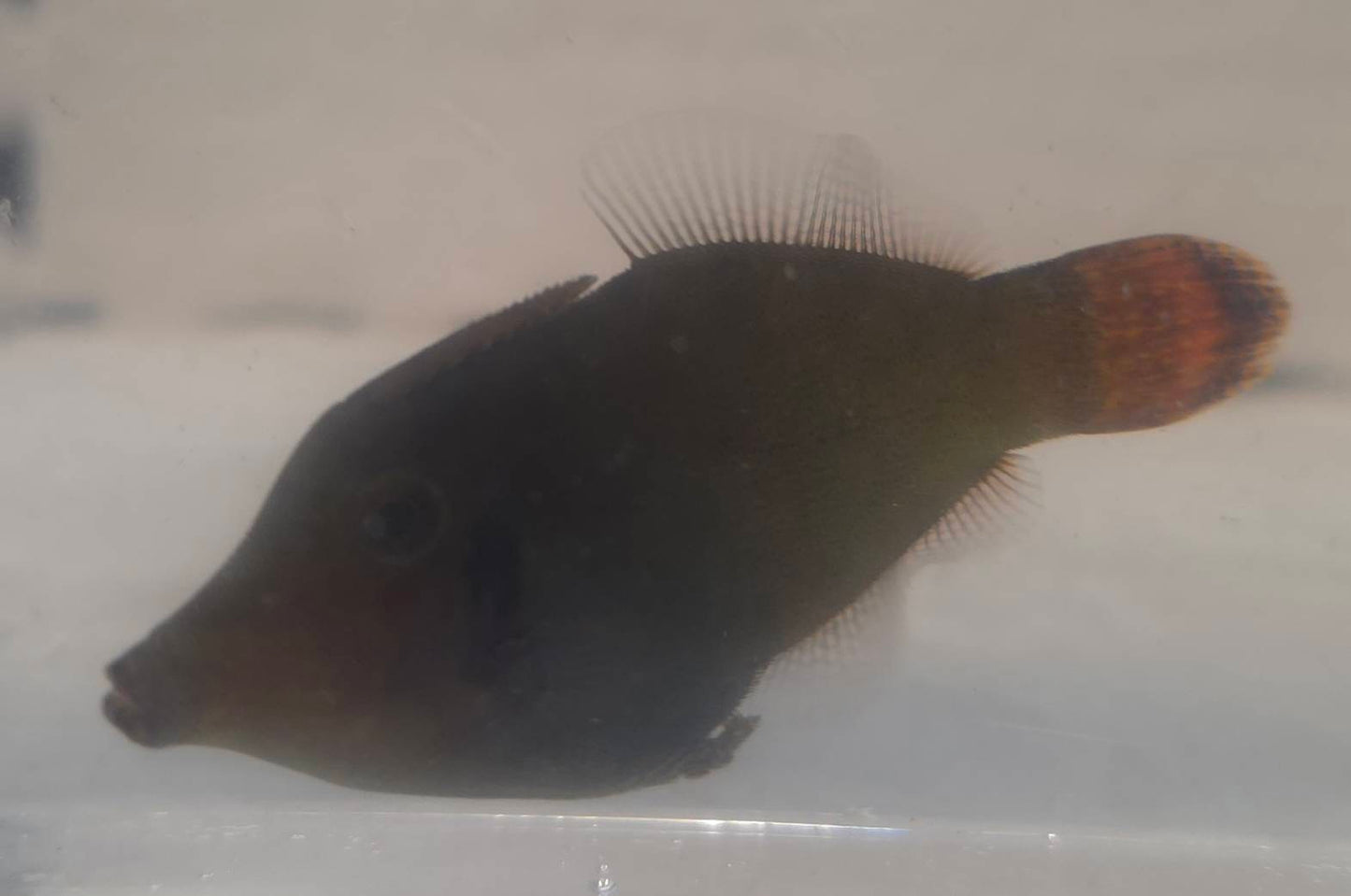 ソウシハギ（幼魚・現物個体）1点限定