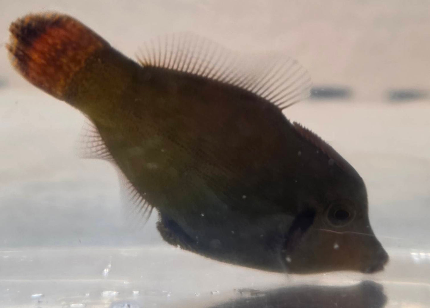 ソウシハギ（幼魚・現物個体）1点限定