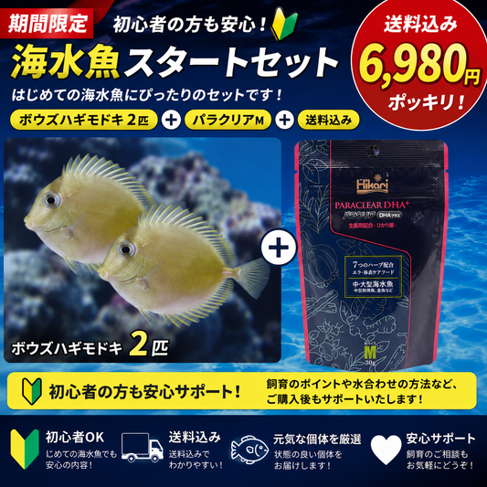 ボウズハギモドキ 2匹＋パラクリアMセット【送料込み ¥6,980】