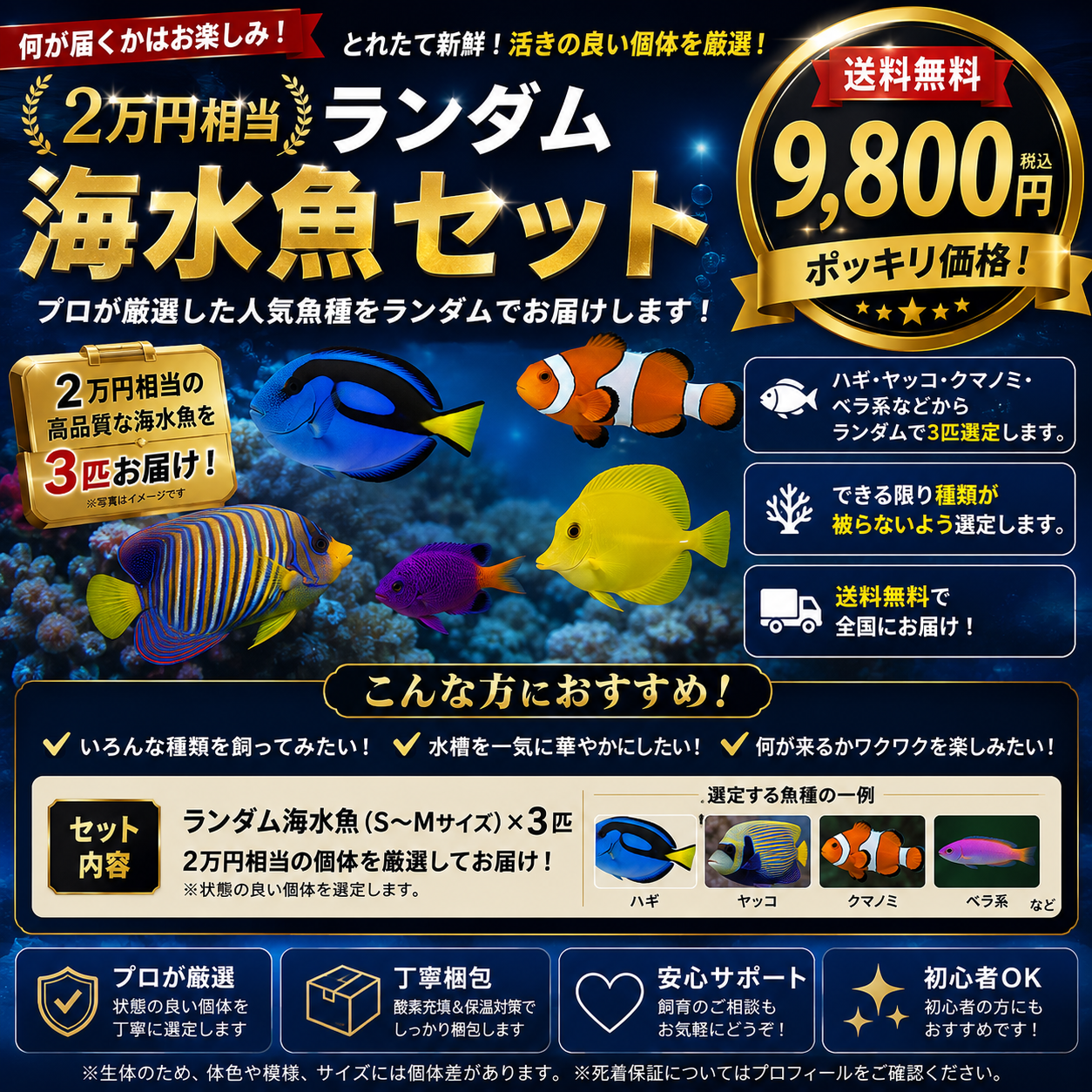 2万円相当！ランダム海水魚セット【送料無料 ¥9,800】
