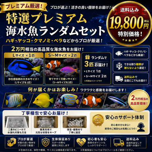 特選プレミアム 海水魚ランダムセット【送料込み ¥19,800】