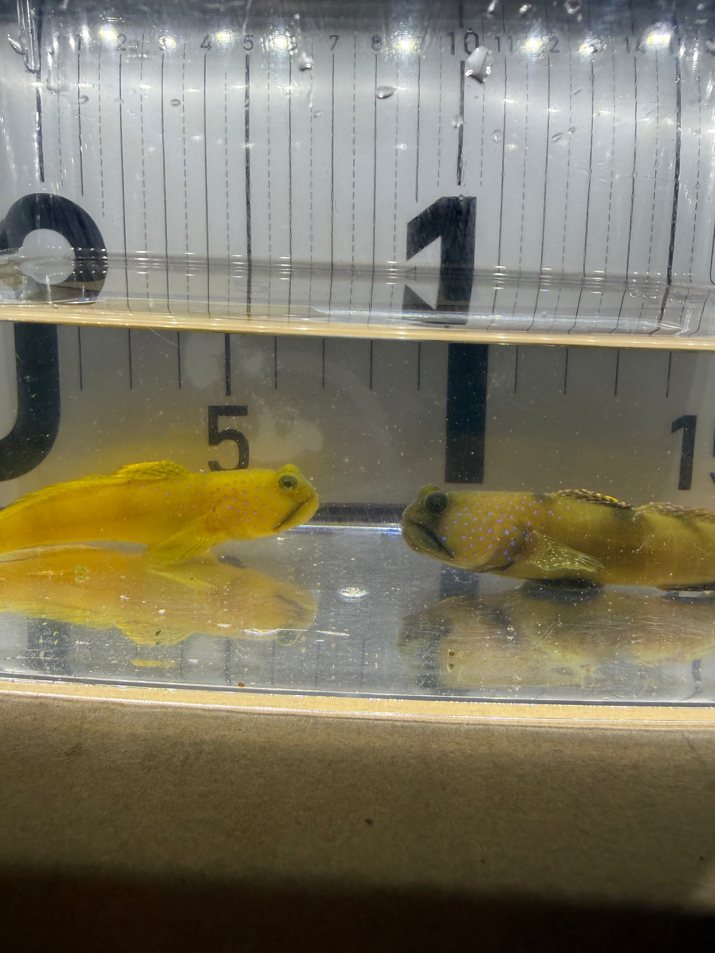 現物個体 超大型ギンガハゼ ペア 長期飼育個体 状態抜群 海水魚