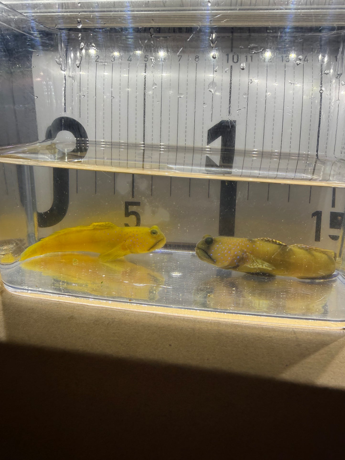 現物個体 超大型ギンガハゼ ペア 長期飼育個体 状態抜群 海水魚