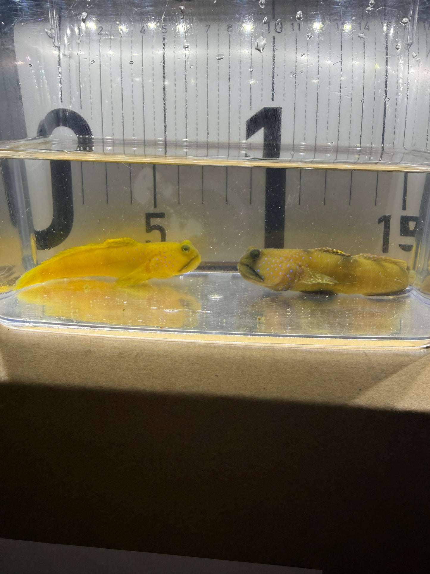 現物個体 超大型ギンガハゼ ペア 長期飼育個体 状態抜群 海水魚