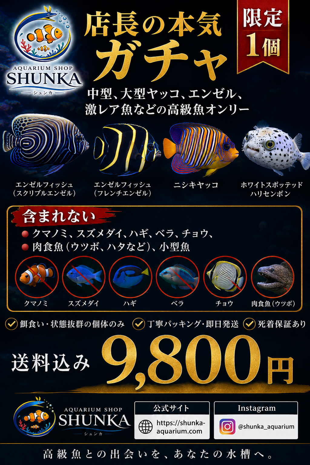【1個限定】店長の本気ガチャ 高級魚確定 ニシキヤッコ エンゼル 激レア 海水魚