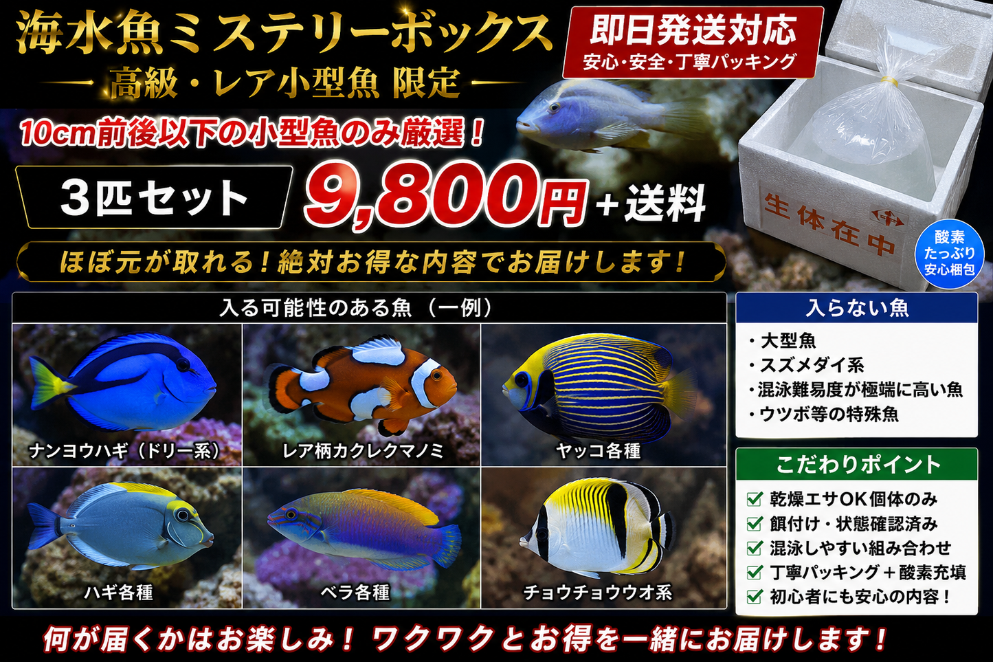 海水魚ミステリーボックス【高級・レア小型魚限定】🐠✨